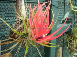 tillandsia ,,victoria,,