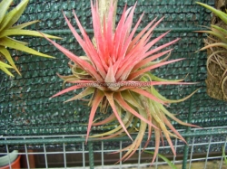 tillandsia ,,victoria,,