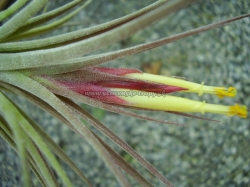 Tillandsia ionantha x schiedeana ,,Jack Staub,,