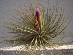 tillandsia magnusiana