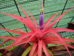 tillandsia velutina