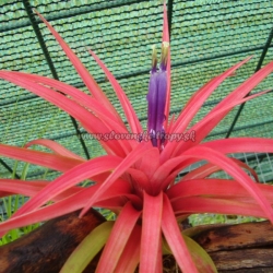 Tillandsia brachycaulos var.multiflora