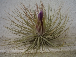 tillandsia magnusiana