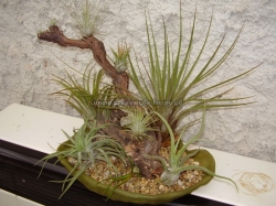 tillandsia aranžmány