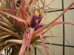 tillandsia capitata