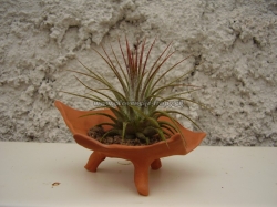 tillandsia aranžmány