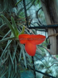 tillandsia albertiana