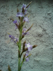 tillandsia duratii