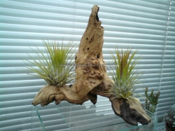 tillandsia aranžmány