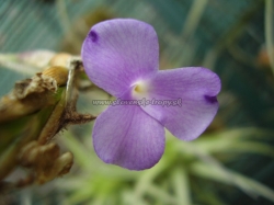 tillandsia streptocarpa