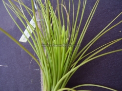 tillandsia festucoides