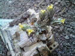 tillandsia bryioides