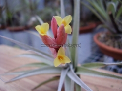 tillandsia jucunda