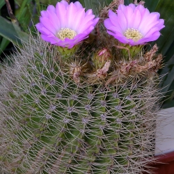 Acanthocalycium violaceum