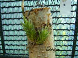 tillandsia aizioides