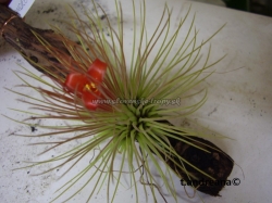 tillandsia andreana