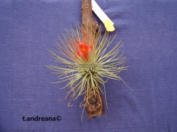 tillandsia andreana