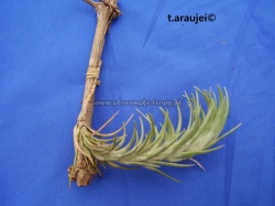 tillandsia andreana