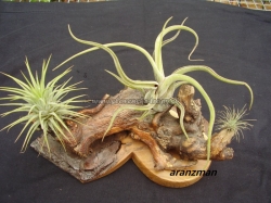 tillandsia aranžmány