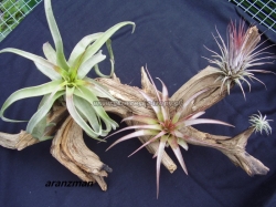 tillandsia aranžmány