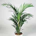 areca_palmera.jpg