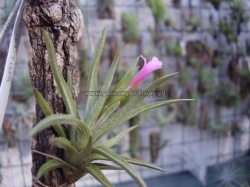 tillandsia argentina