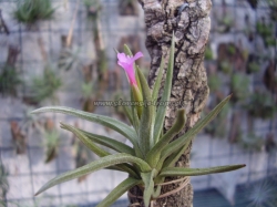 tillandsia argentina