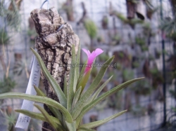 tillandsia argentina