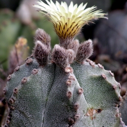 Astrophytum myriostigma var. columnare