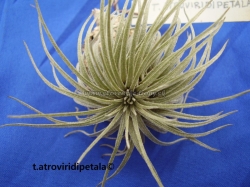 tillandsia atroviridipetala