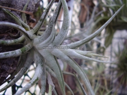 tillandsia aurea x crocata