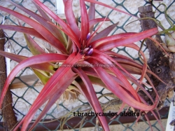 tillandsia brachycaulos abdita