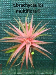 tillandsia brachycaulos var.multiflora