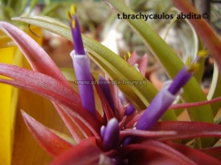 tillandsia brachycaulos abdita