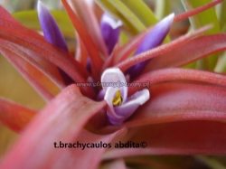 tillandsia brachycaulos abdita