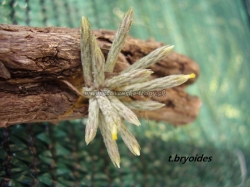 tillandsia bryioides