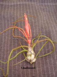 tillandsia bulbosa