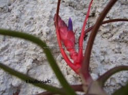 tillandsia bulbosa