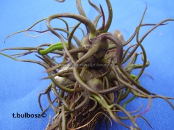 tillandsia bulbosa