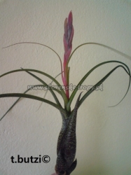 tillandsia butzii