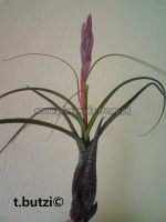 Tillandsia butzii