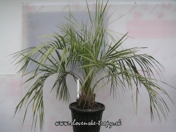 Butia capitata -15C 80-100cm