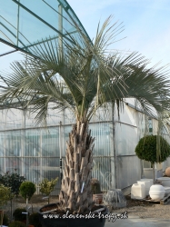 butia_capitata_4.jpg