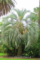 Butia capitata