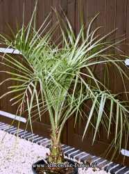 Butia capitata