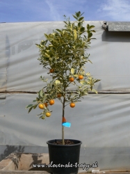 calamondin.JPG