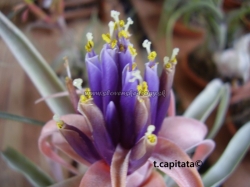 tillandsia capitata