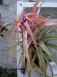 tillandsia capitata