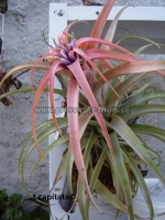 Tillandsia capitata