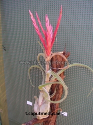 tillandsia caputmedusae